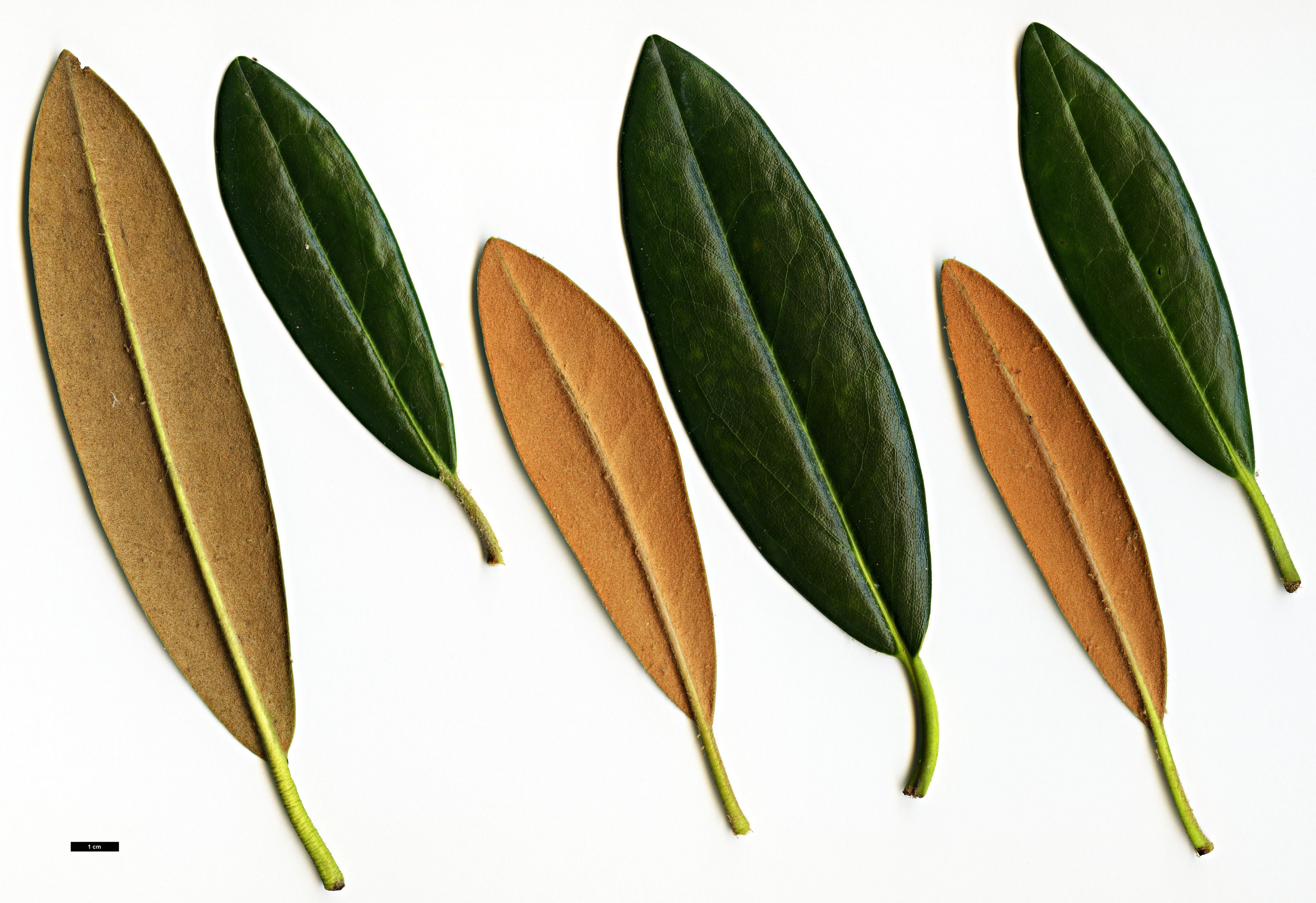 High resolution image: Family: Ericaceae - Genus: Rhododendron - Taxon: degronianum - SpeciesSub: subsp. heptamerum var. micranthum High resolution image: Family: Ericaceae - Genus: Rhododendron - Taxon: degronianum - SpeciesSub: subsp. heptamerum var. micranthum